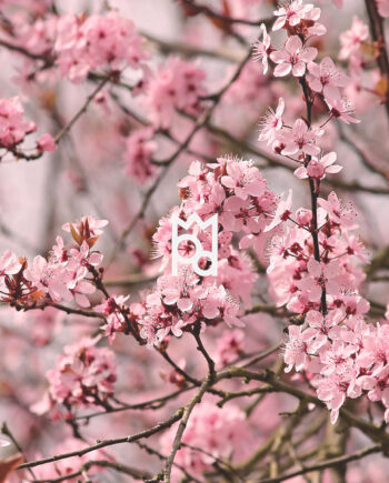 almond blossom fragrance oil
