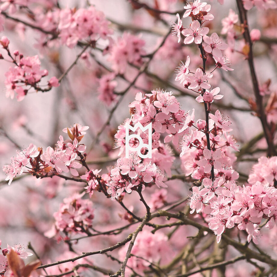 almond blossom fragrance oil