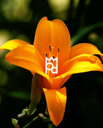 Golden Lily Fragrance