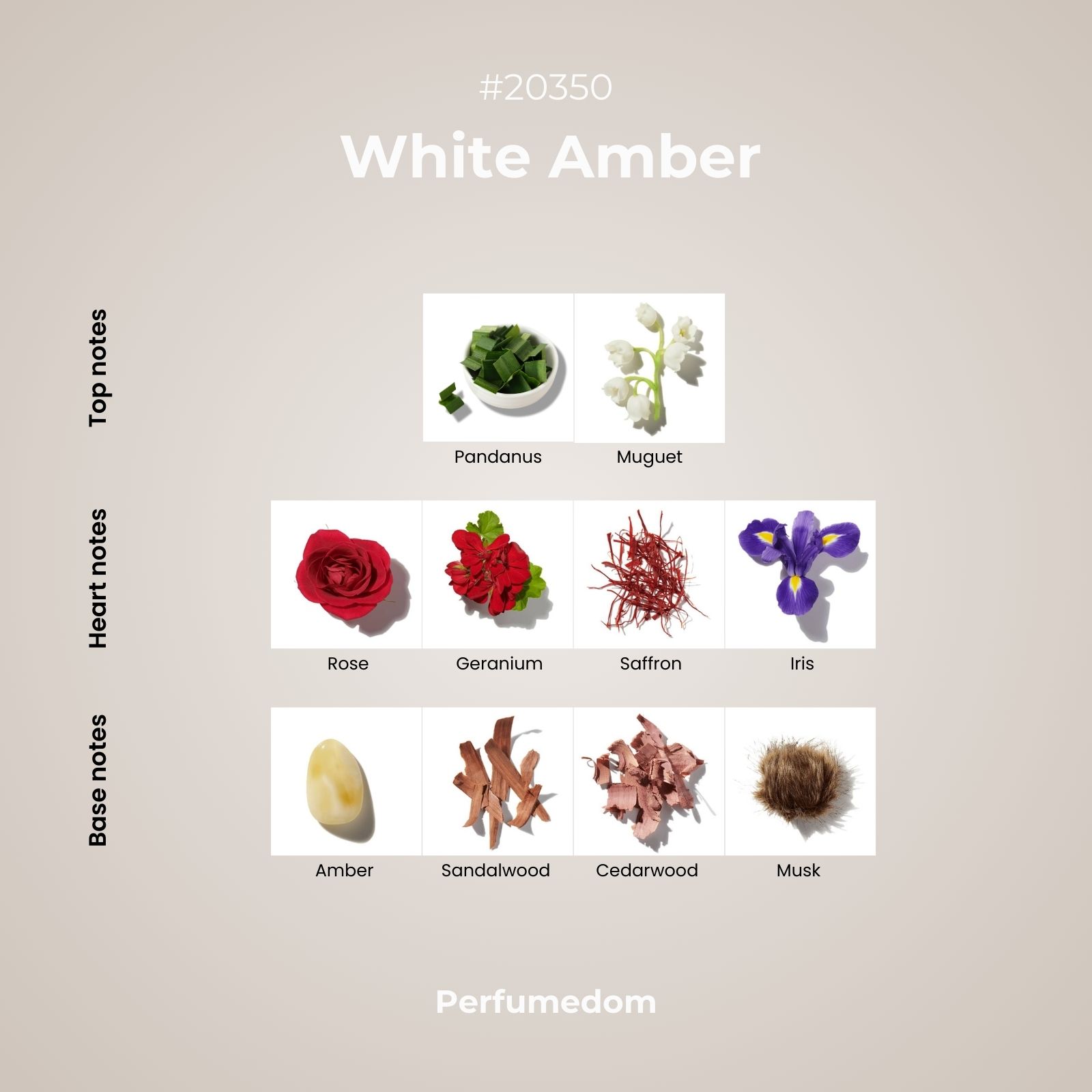White Amber Fragrance Oil scent pyramid