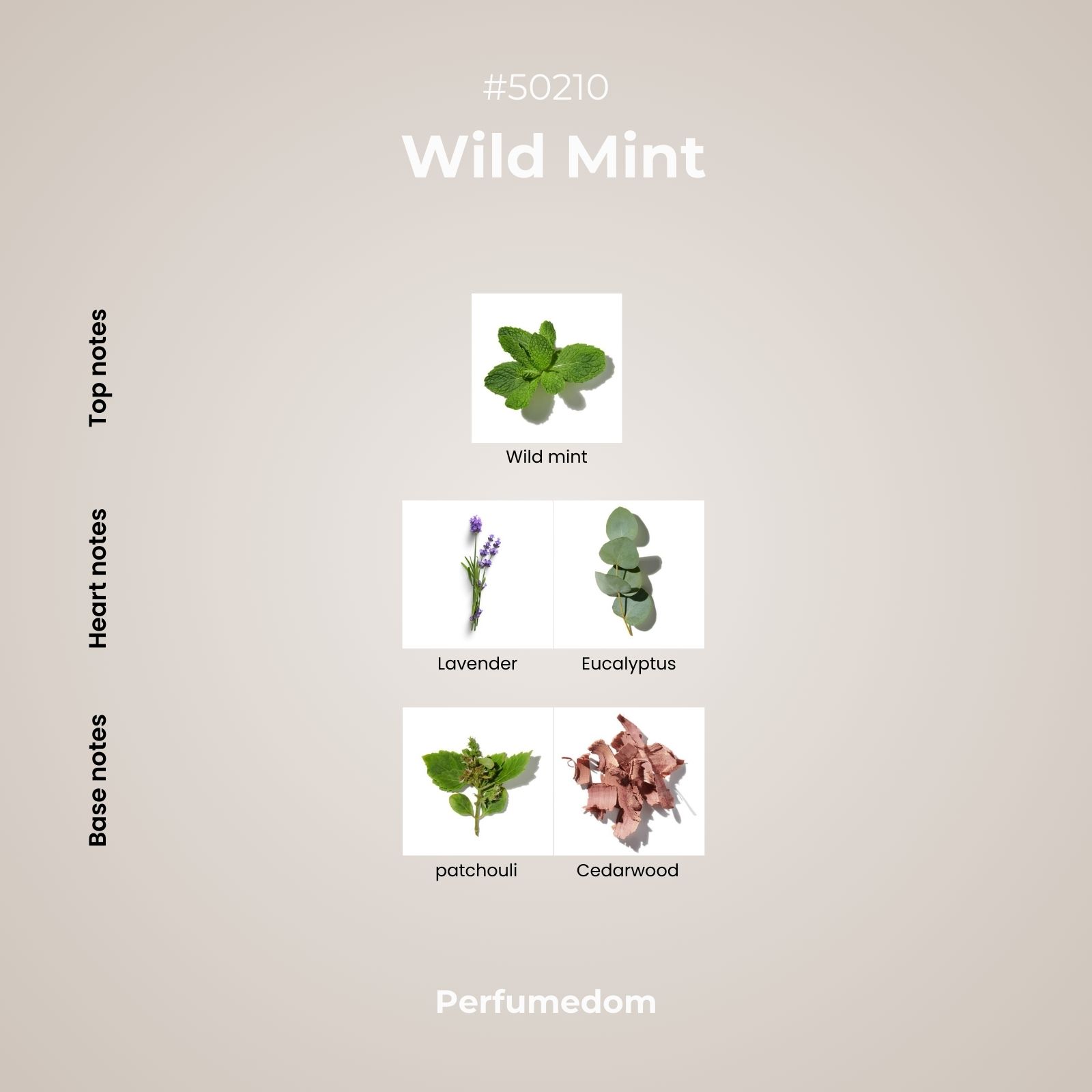 Wild Mint Fragrance Oil scent pyramid
