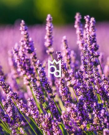 Lavender Garden Fragrance Oil