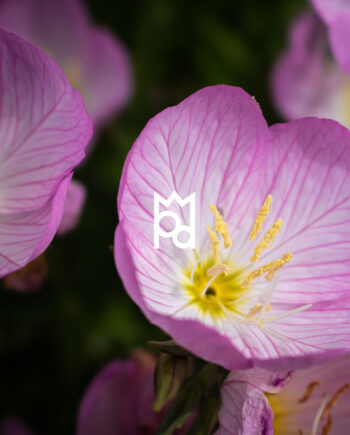 Pink Evening Primrose Fragrance