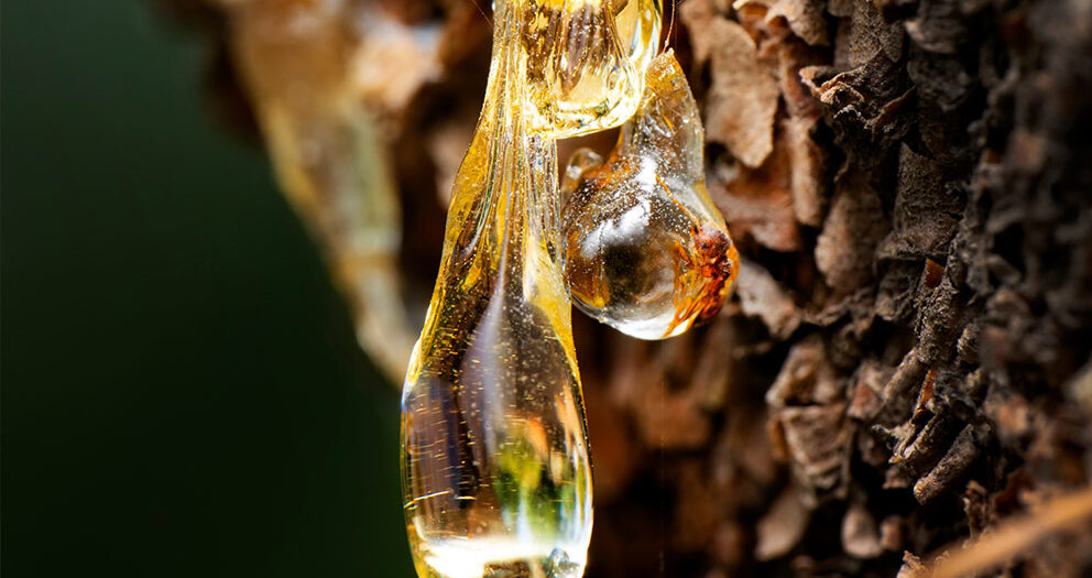 Amber scent tree resin