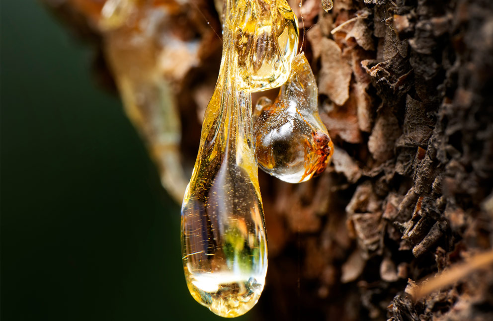 Amber scent tree resin