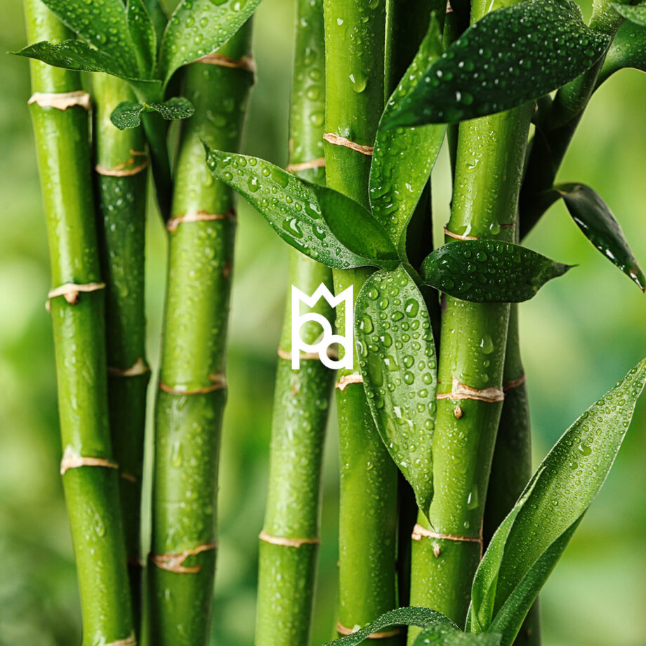 Aloe and Bamboo