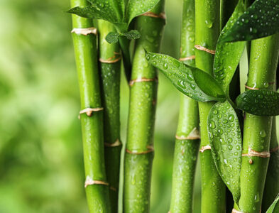 Aloe and Bamboo fragrance oil