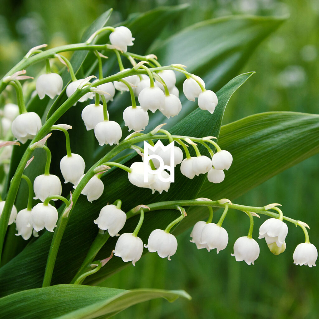 Captivate Your Senses with Lily of the Valley Fragrance Oil
