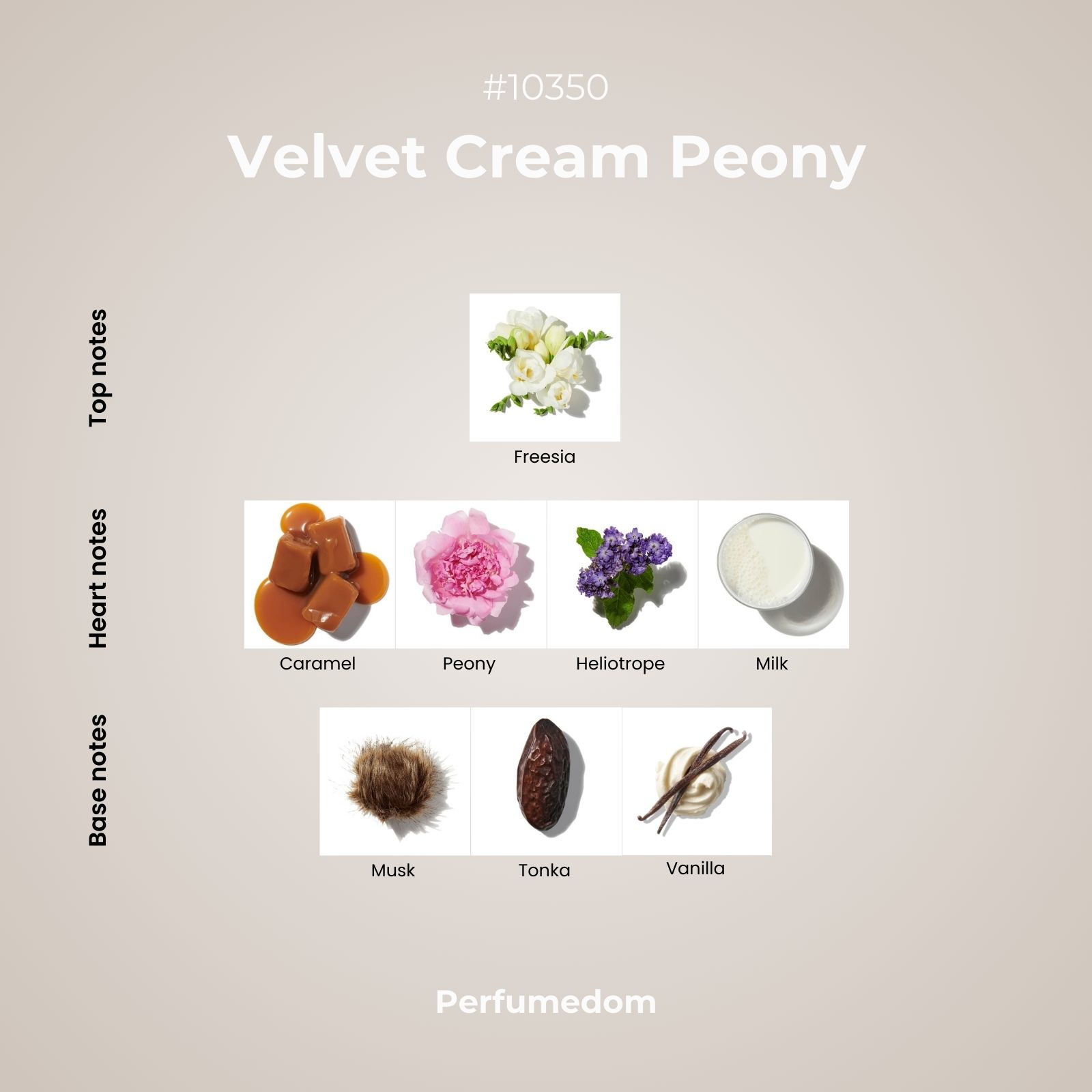 Velvet Cream Peony Fragrance Oil scent pyramid