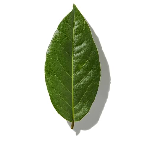 Bay Leaf