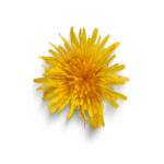 Dandelion Root