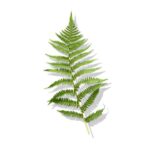 Fern