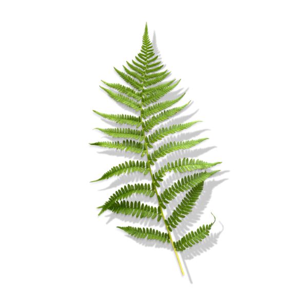 Fern