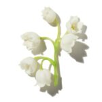 Lily of the Valley