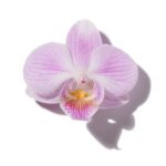 Orchid