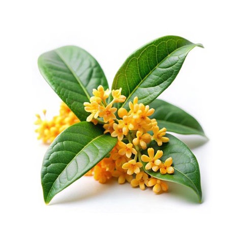 Osmanthus