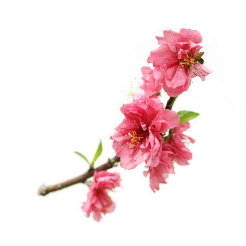 Peach Blossom