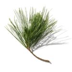 Pine