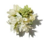 Tuberose