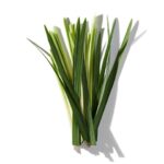 Citronella