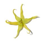 Ylang