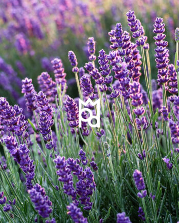 Lavender Essential Oil