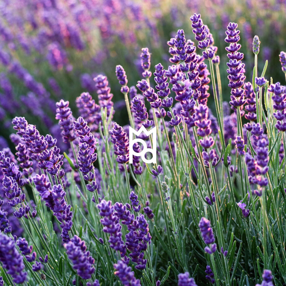 Lavender Essential Oil