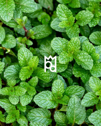 Peppermint Essential Oil