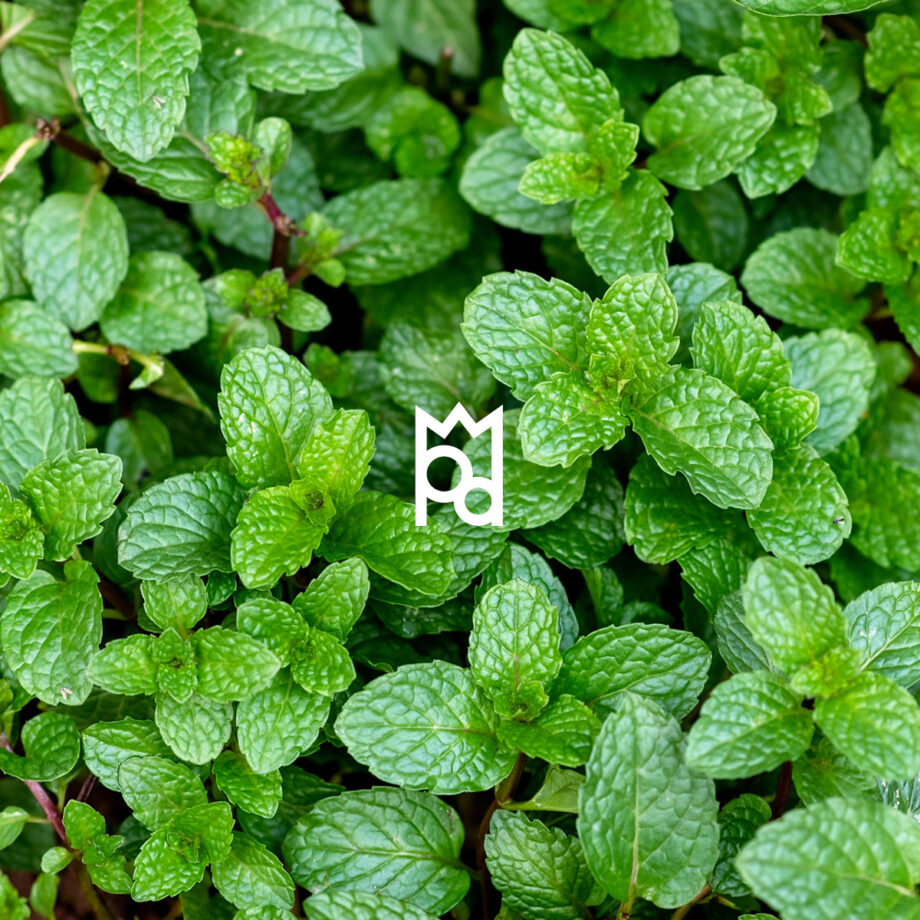 Peppermint Essential Oil