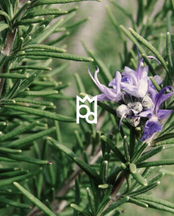 Rosemary Essential Oil