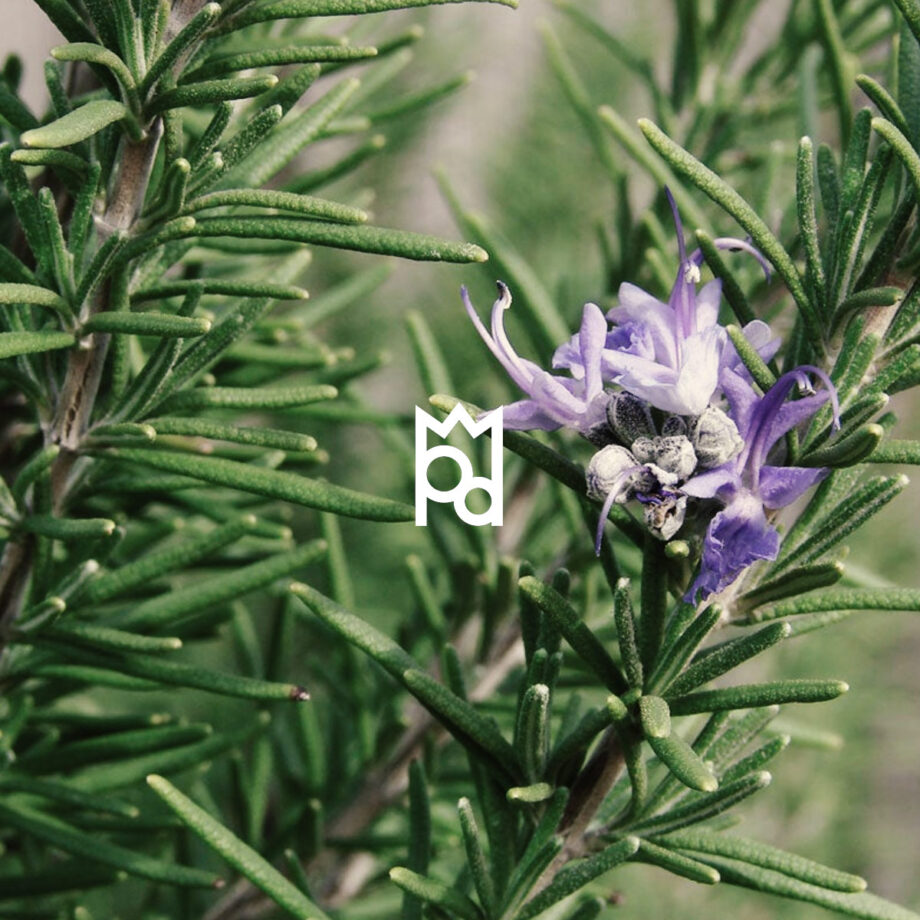 Rosemary Essential Oil