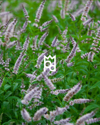 Wild Mint Essential Oil