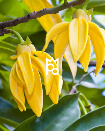 Ylang Ylang Essential Oil