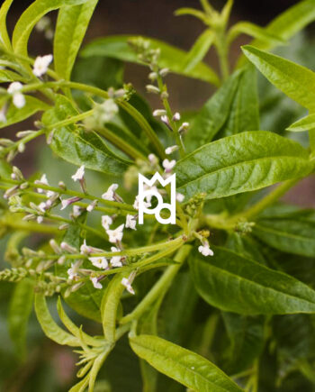 Lemon Verbena Fragrance Oil