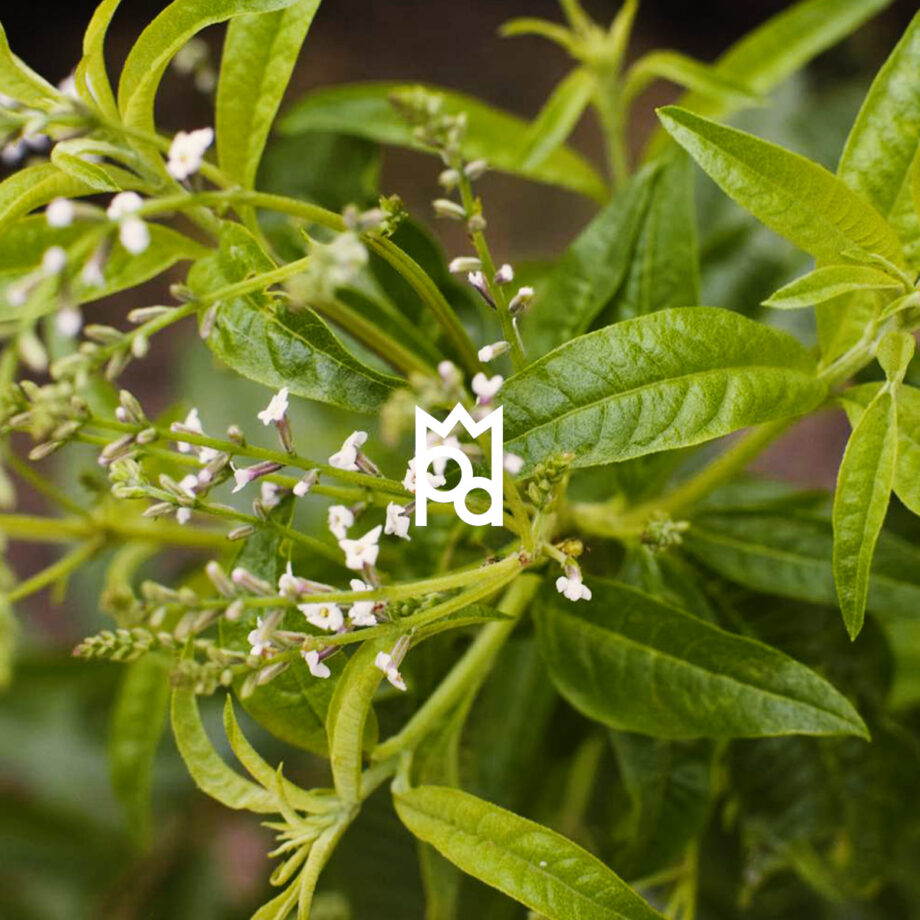 Lemon Verbena Fragrance Oil