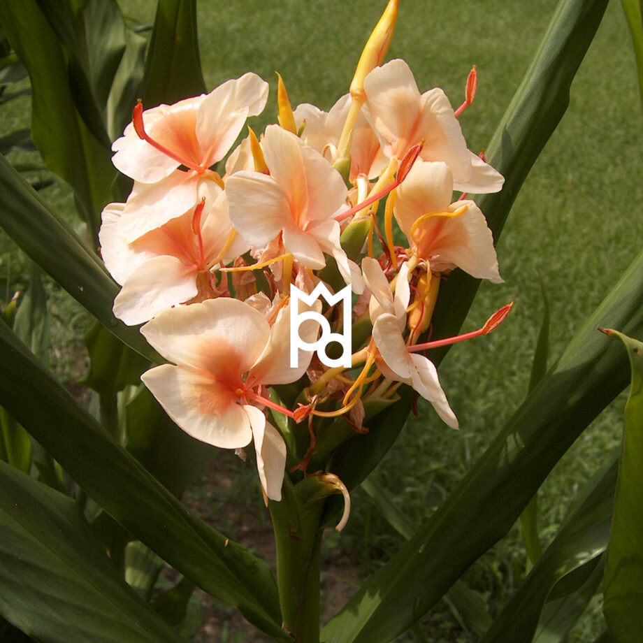 Amber and Ginger Lily Fragrance Oil