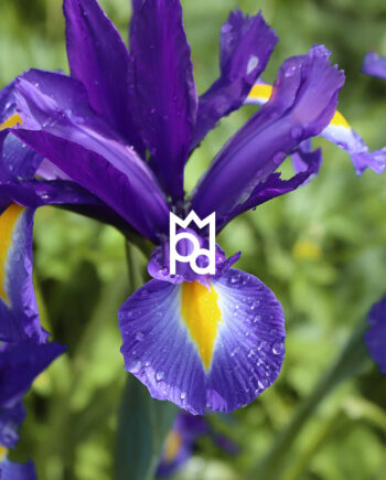 Purple Iris Fragrance Oil