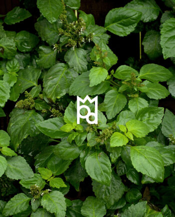 patchouli essential oil