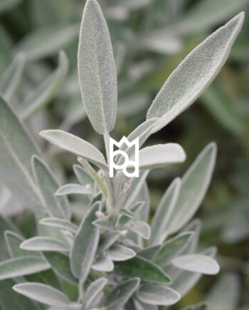 White Tea and Sage Fragrance Oil