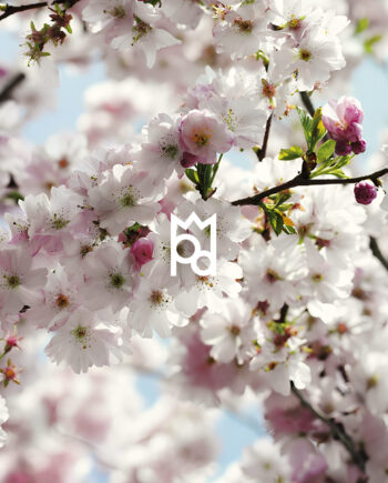 Cherry Blossom Fragrance Oil