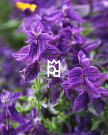 Clary Sage Essential Oil