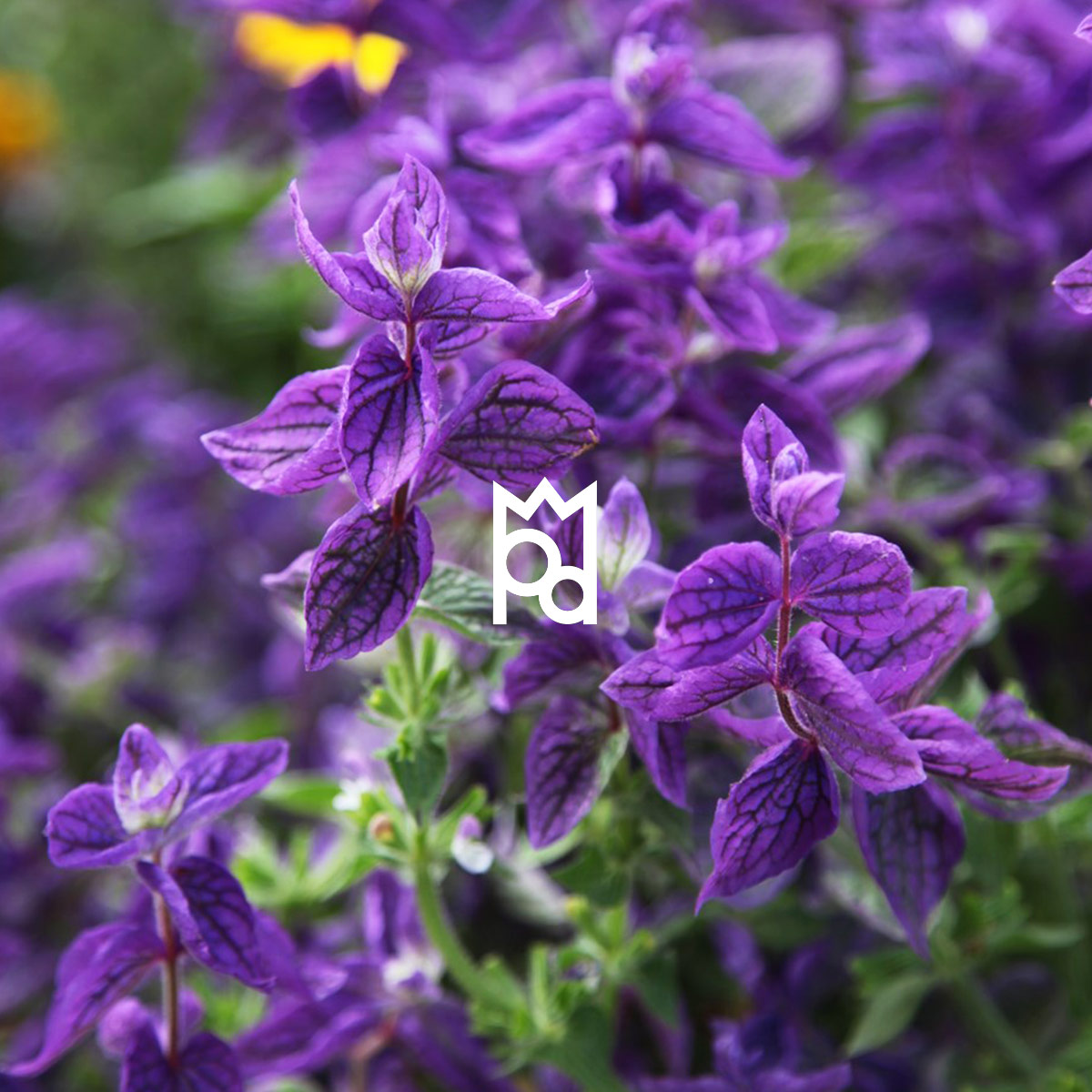 Clary Sage Essential Oil