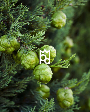 Cypress Essential Oil