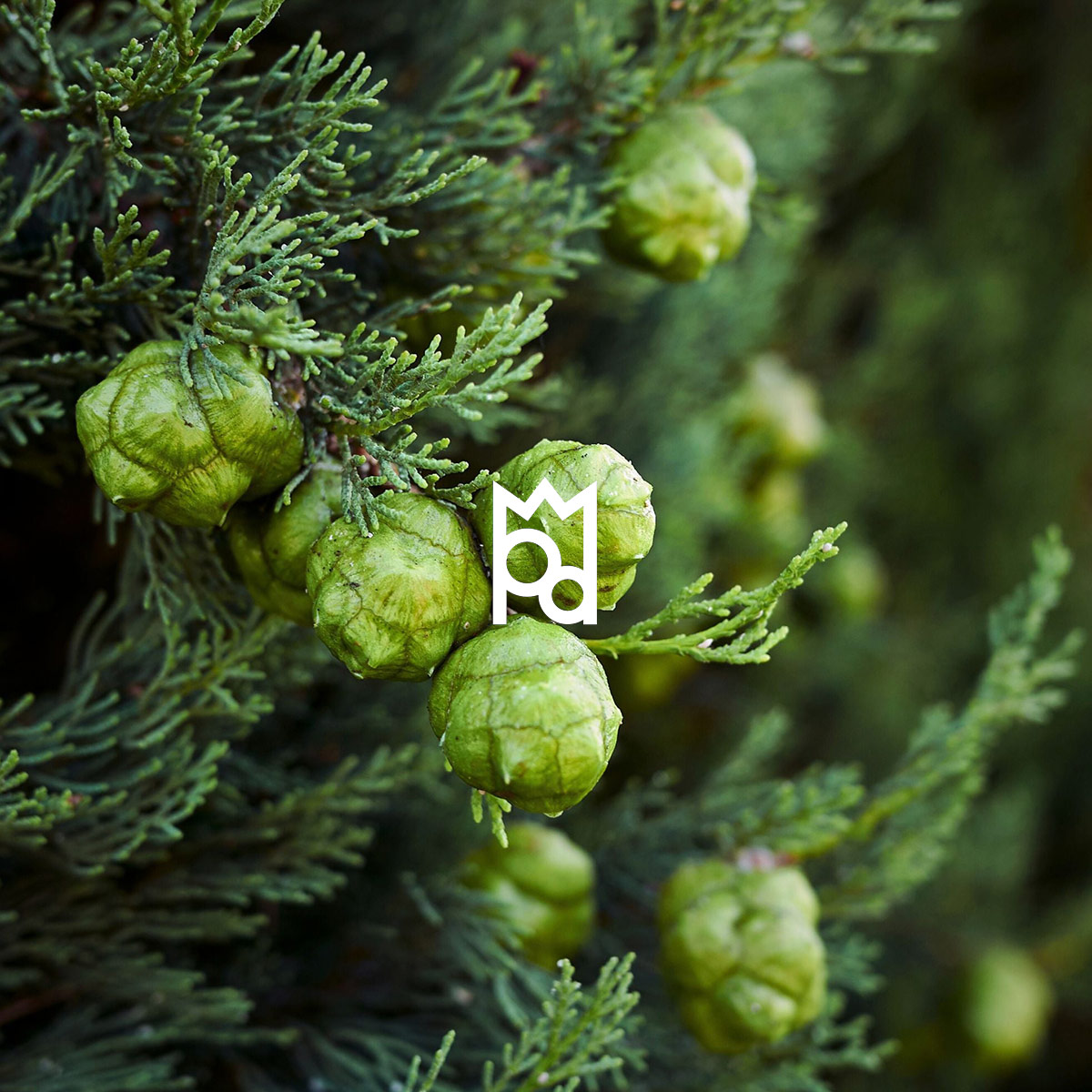 Cypress Essential Oil