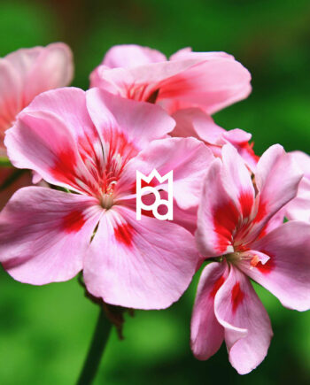 Geranium Essential Oil