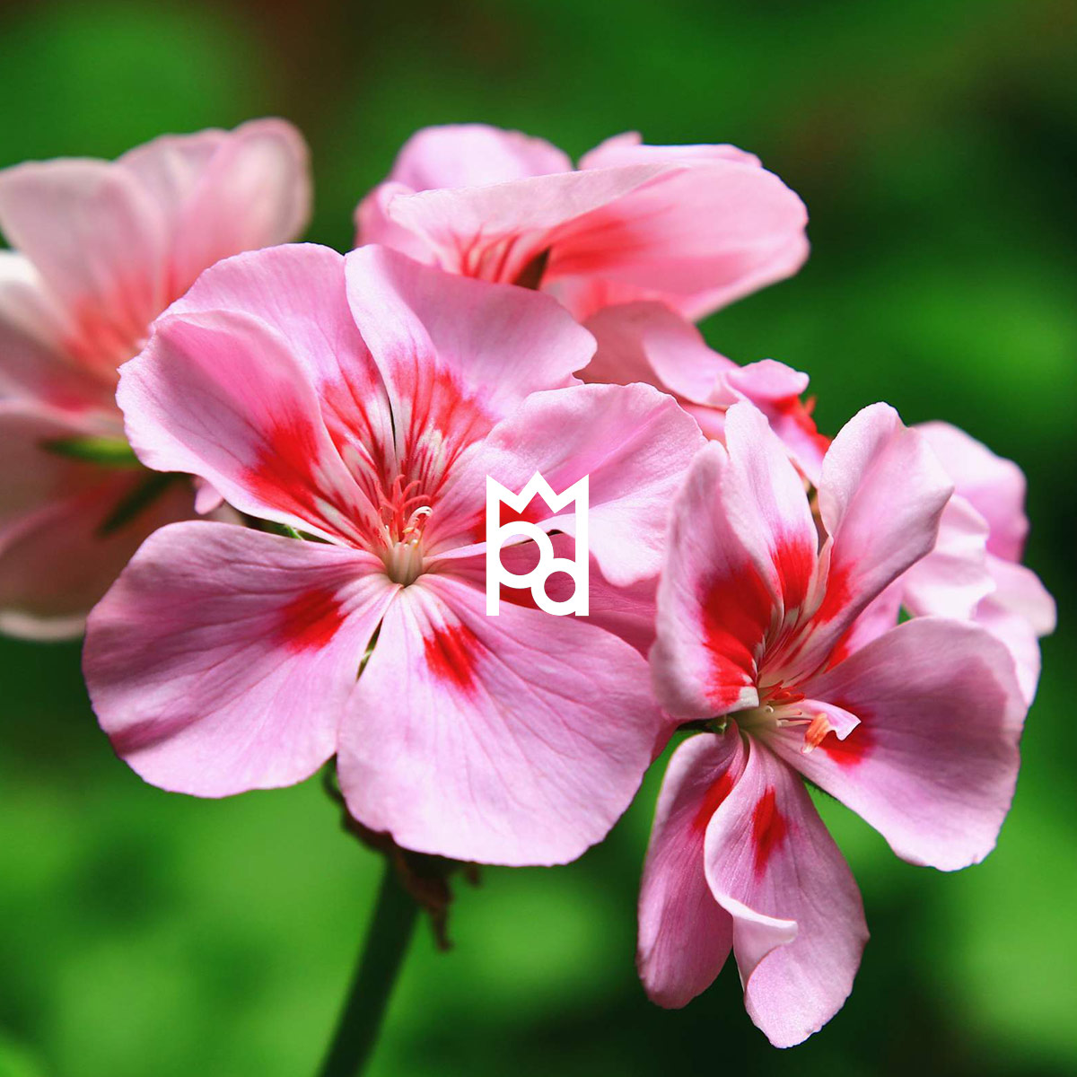 Geranium Essential Oil